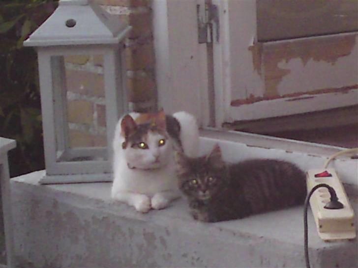 Blanding af racer Taisi - lilgger sammen på tappen med din "søn" billede 6