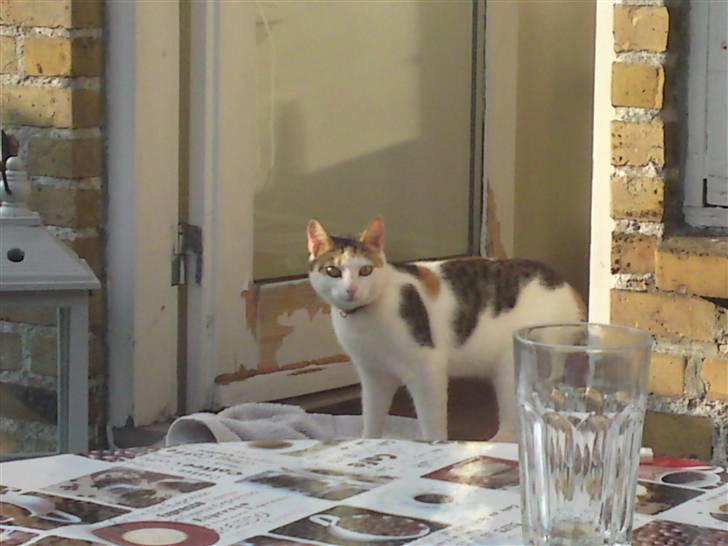 Blanding af racer Taisi - står lige og kigger ud billede 7