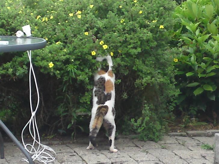 Blanding af racer Taisi - jeg er lige ved og fange et eller andet  billede 8