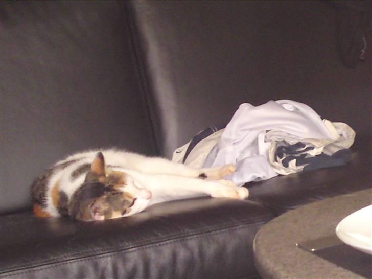 Blanding af racer Taisi - så er jeg sku blevet træt billede 9