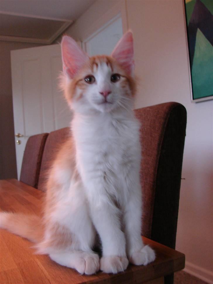 Norsk Skovkat DK Bonderosens Aske - Nøj, hvor har jeg lange ben og store ører for tiden ;) billede 7