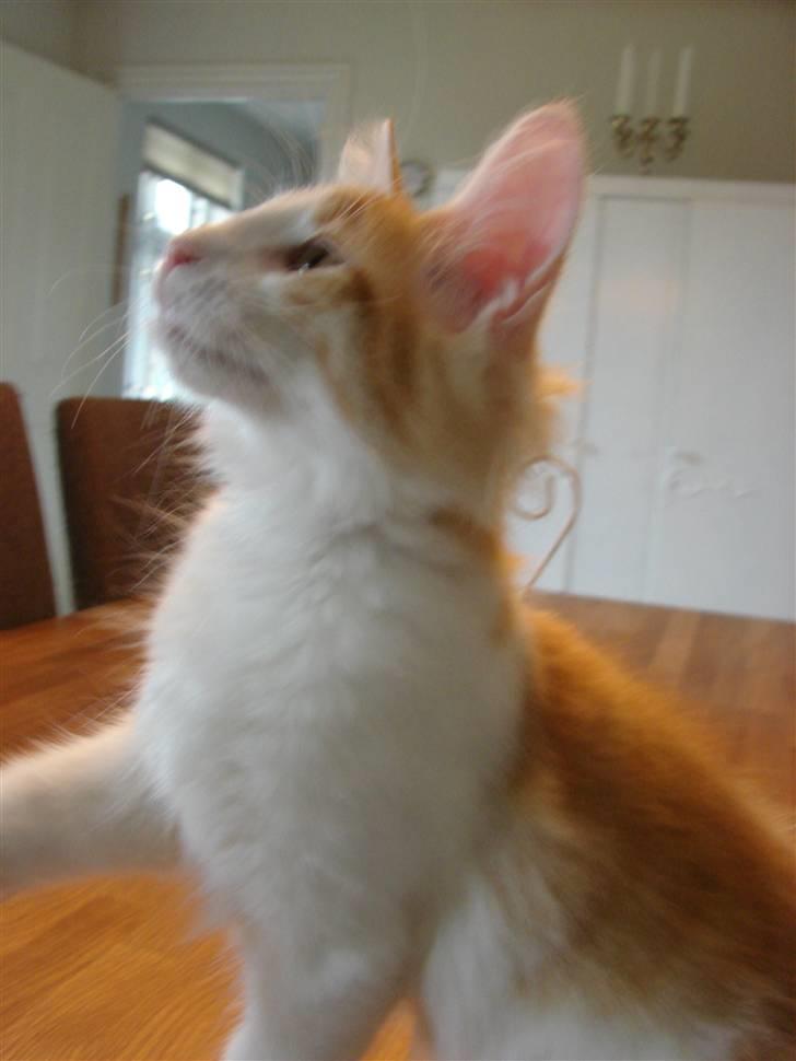 Norsk Skovkat DK Bonderosens Aske - ca 14 uger billede 8