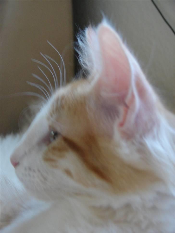 Norsk Skovkat DK Bonderosens Aske - Se min flotte lige profil :) billede 9