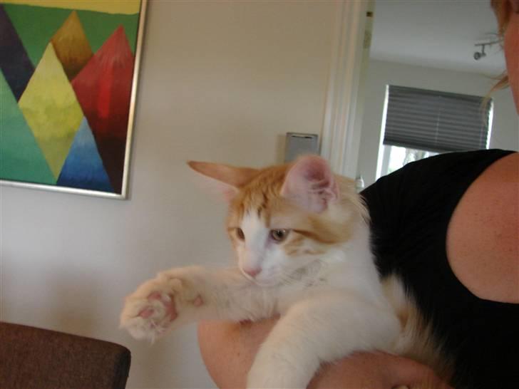 Norsk Skovkat DK Bonderosens Aske - ca 14 uger billede 10