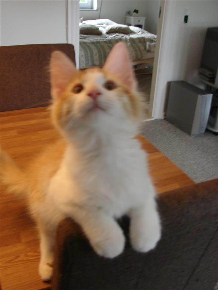 Norsk Skovkat DK Bonderosens Aske billede 11