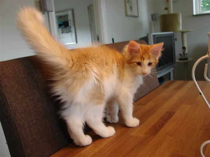 Norsk Skovkat DK Bonderosens Aske - ca 14 uger billede 12