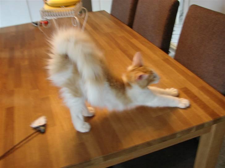 Norsk Skovkat DK Bonderosens Aske - Uha... billede 13