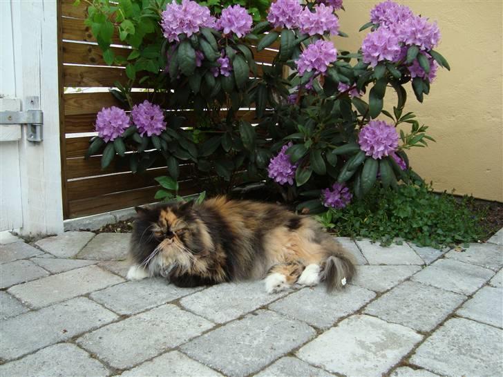 Perser Freja - Freja ude og nyde det gode vejr en sommerdag:-) billede 1