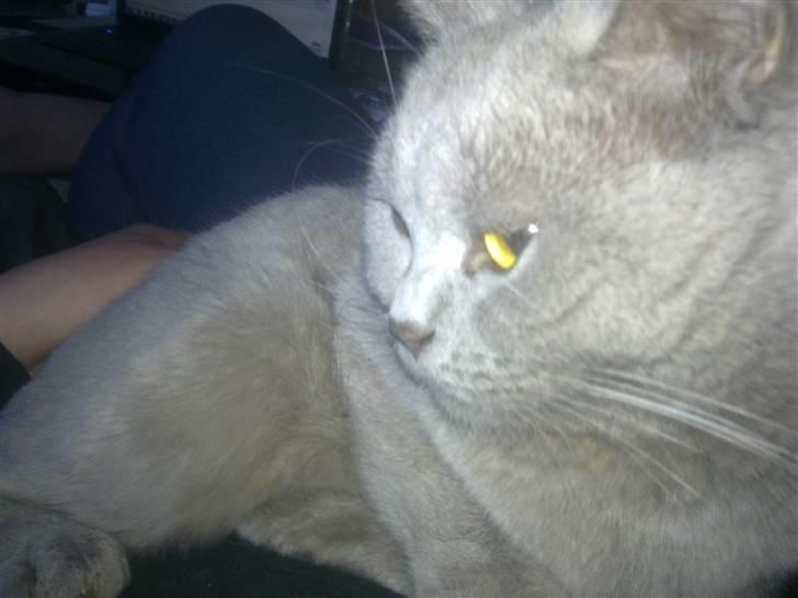 British Shorthair DK Paludans Lucy in the sky billede 1