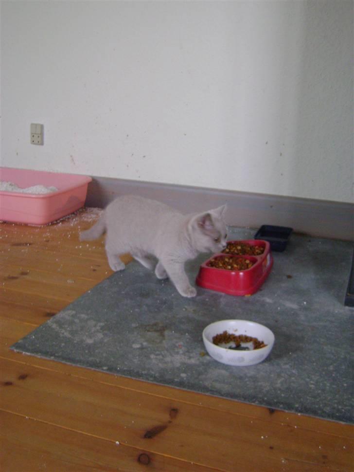 British Shorthair DK Paludans Lucy in the sky billede 2