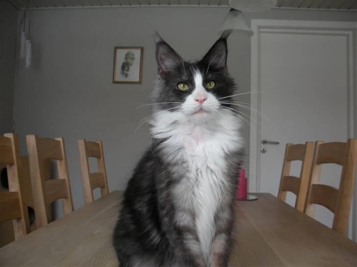 Maine Coon Coon Danica Poker Face - Poker Face,    9-2-10 billede 1