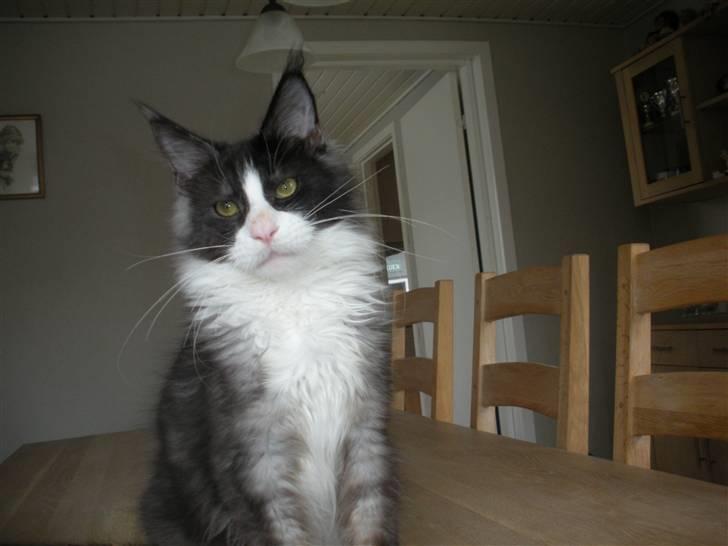 Maine Coon Coon Danica Poker Face -  Knap 6 mdr billede 3