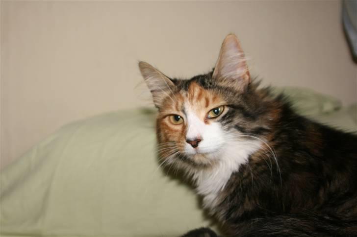 Blanding af racer Sif billede 13