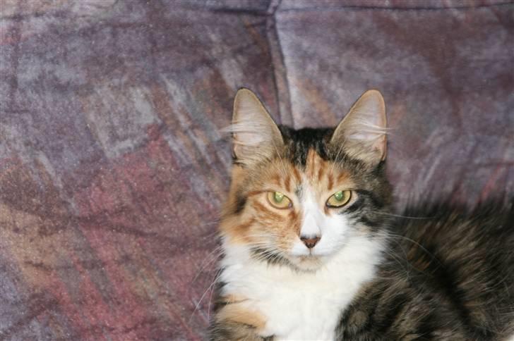 Blanding af racer Sif billede 14