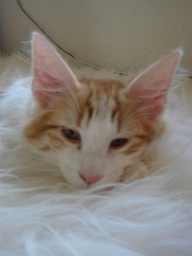 Norsk Skovkat DK Bonderosens Aske billede 14