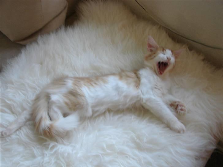 Norsk Skovkat DK Bonderosens Aske billede 15