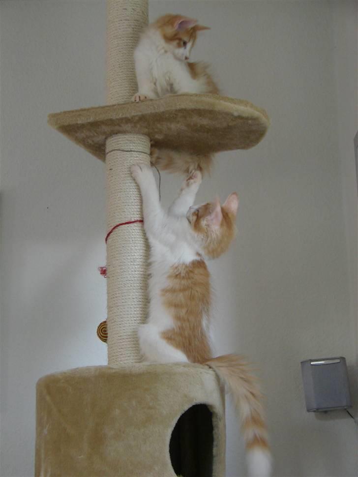 Norsk Skovkat DK Bonderosens Aske - Her leger jeg sammen med søster April... billede 16