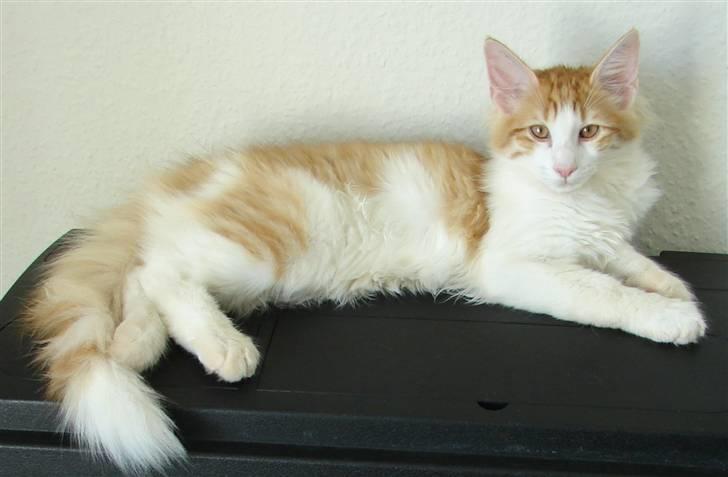 Norsk Skovkat DK Bonderosens Aske billede 17