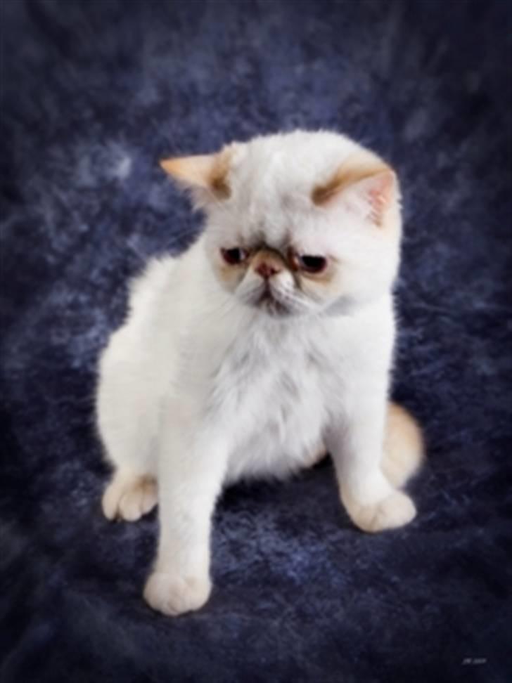 Colorpoint Cha-mamitosu Jasmin billede 8