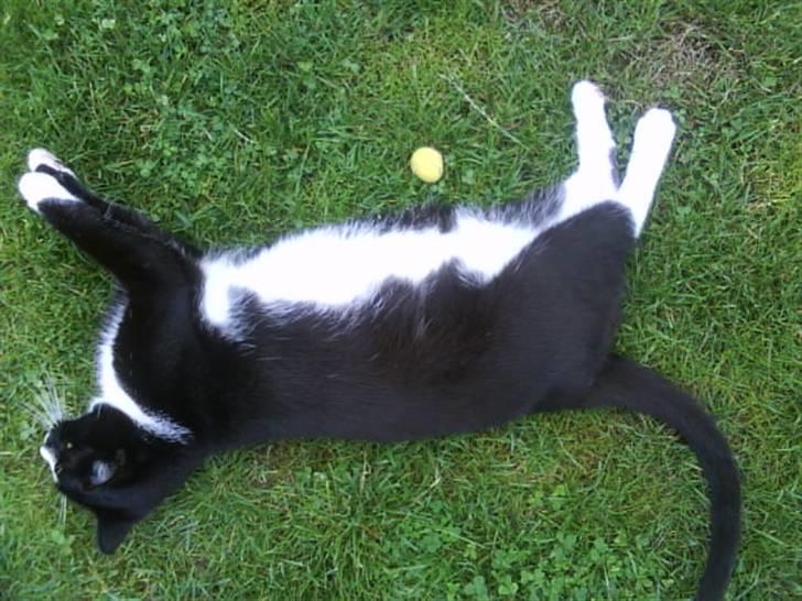 Huskat Anton † - Yes! jeg fangede bolden!! billede 8