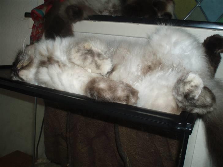 Blanding af racer Nicolina Død d. 08-09-10 - Jeg savner dig, min dovne mis <3 
R.I.P billede 1