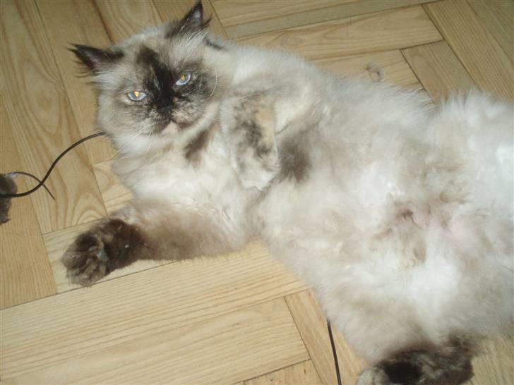 Blanding af racer Nicolina Død d. 08-09-10 billede 2