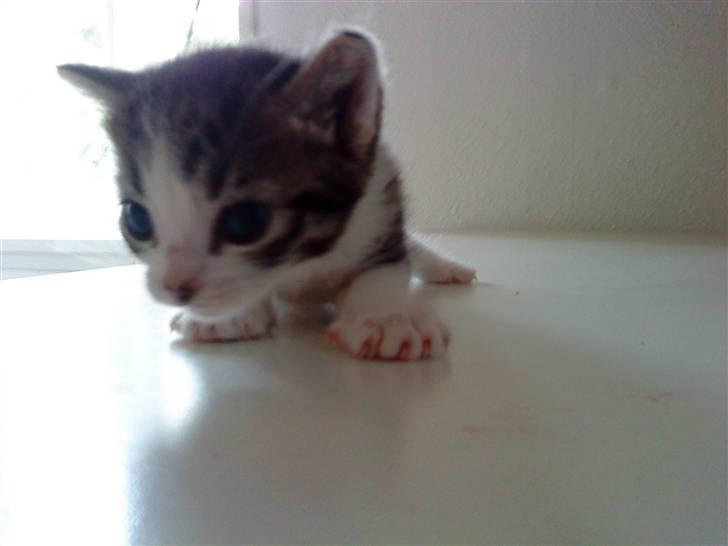 Huskat Lillemis savner dig ;,,( - min søde kitkat billede 2