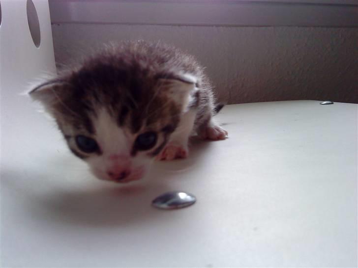 Huskat Lillemis savner dig ;,,( - haloj goda billede 3