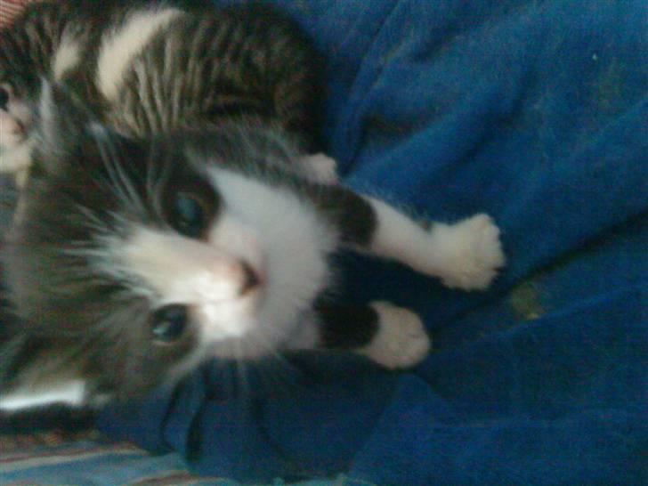 Huskat Lillemis savner dig ;,,( - brormand billede 4