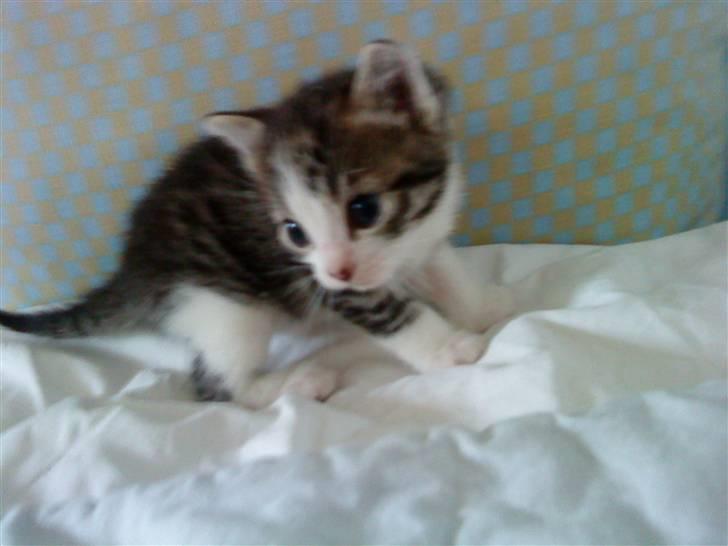 Huskat Lillemis savner dig ;,,( - hohohooooo billede 5