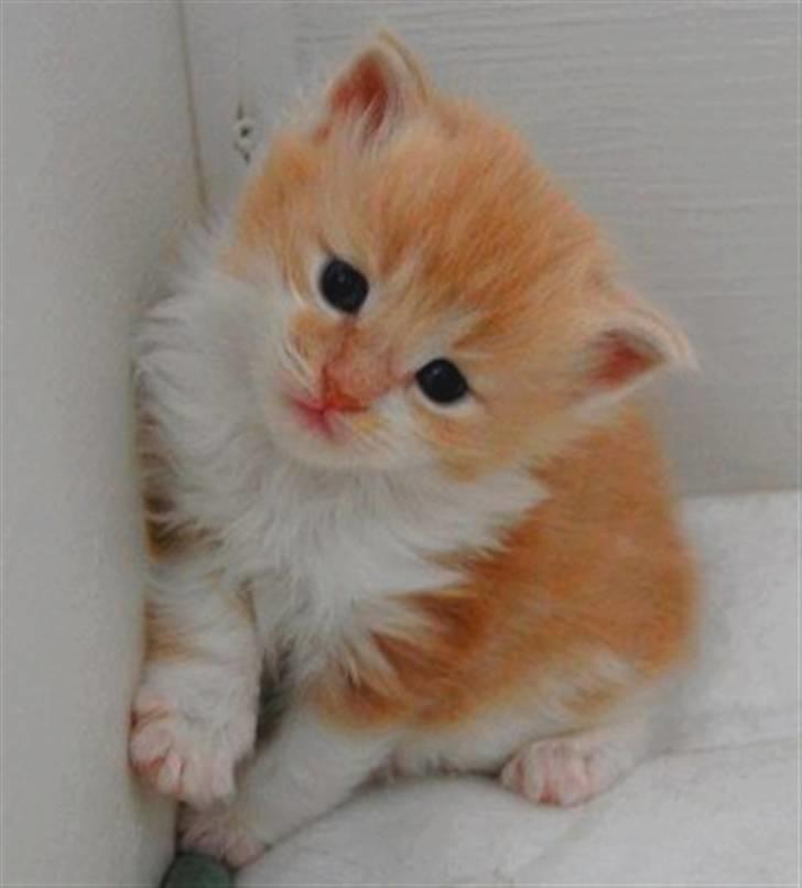 Maine Coon Oliver billede 1