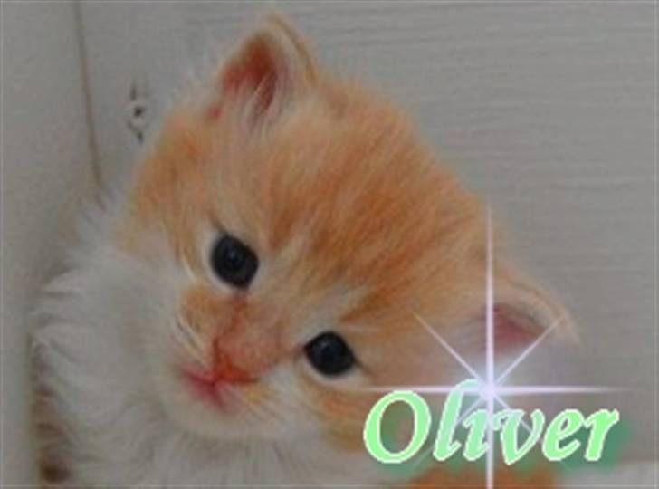 Maine Coon Oliver billede 2