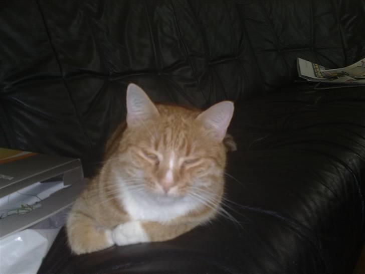 Huskat Bertil billede 1