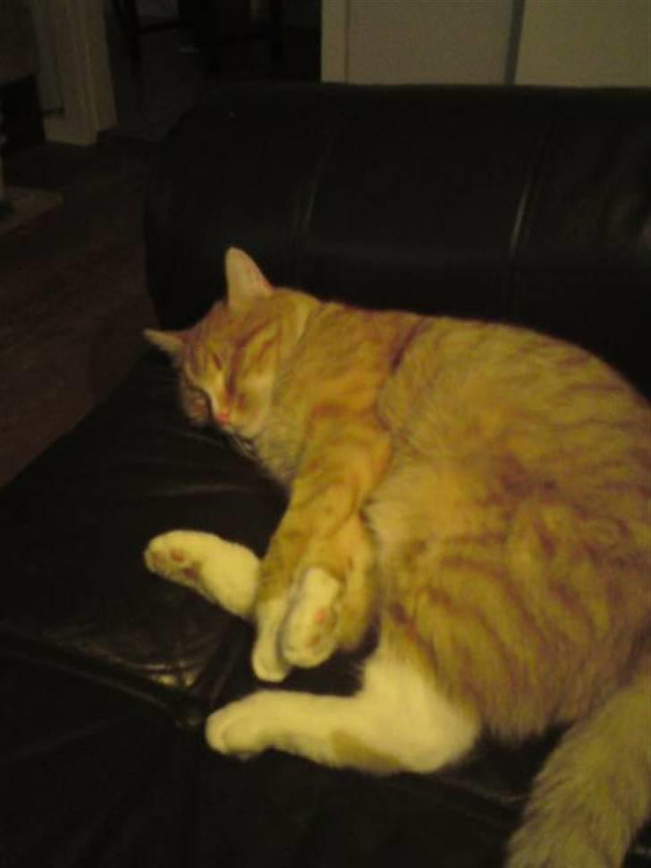 Huskat Bertil billede 2