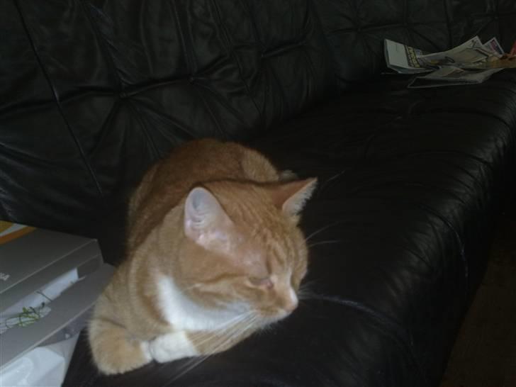 Huskat Bertil billede 3