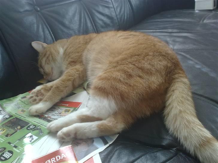 Huskat Bertil billede 4