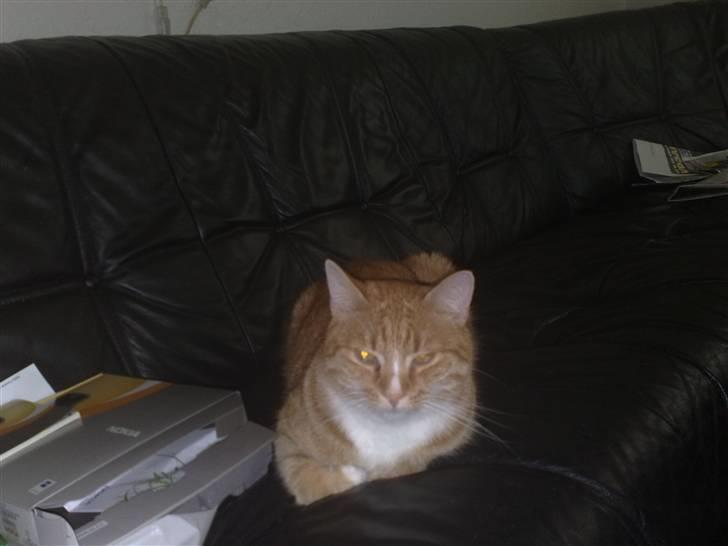 Huskat Bertil billede 5