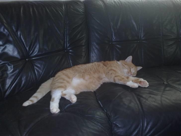 Huskat Bertil billede 6