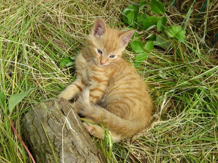 Huskat Puma billede 2