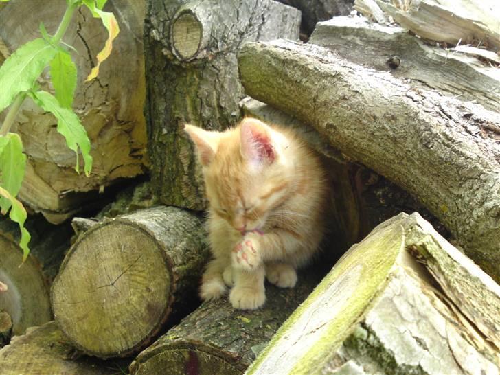 Huskat Puma billede 3