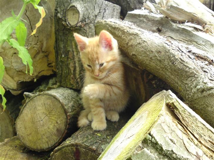 Huskat Puma billede 4