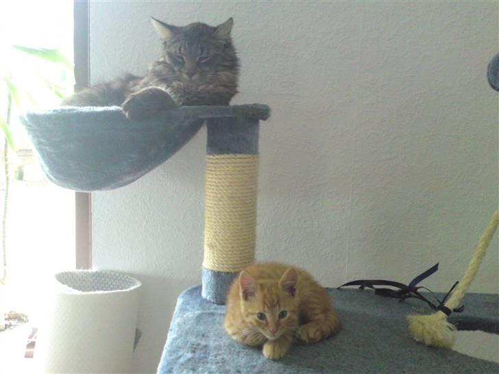 Huskat Puma billede 5