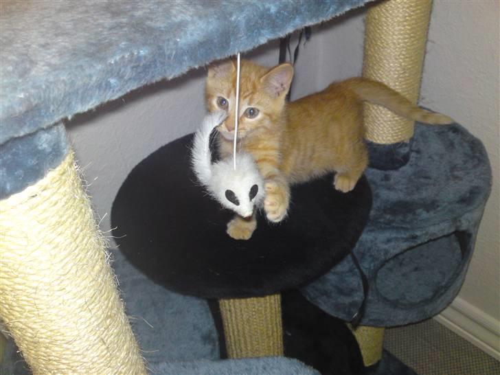 Huskat Puma billede 6