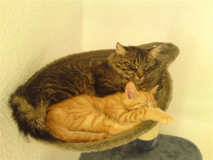 Huskat Puma billede 9