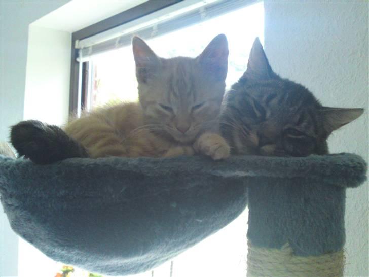 Huskat Puma billede 10