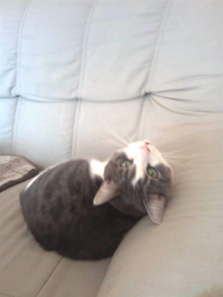 Huskat Miss Cuty Pie - "Hvad nu?" billede 15