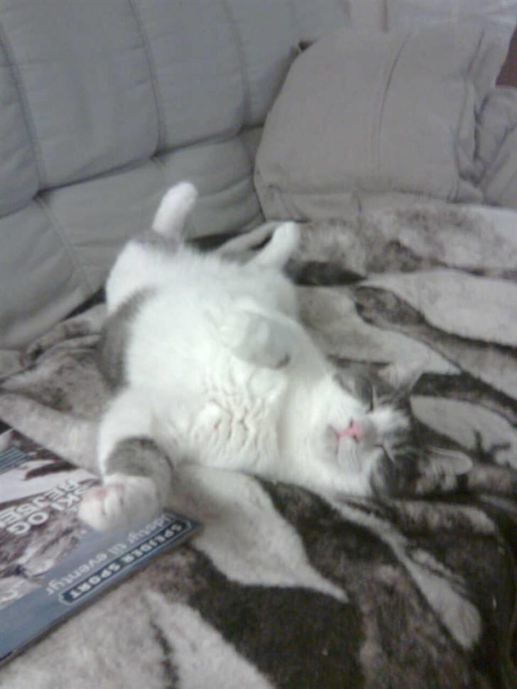 Huskat Miss Cuty Pie - Der er intet som at flade ud på sofaen billede 16