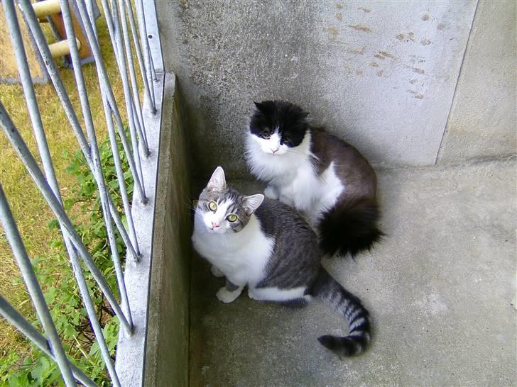 Huskat Miss Cuty Pie - Jones og jeg på Altanen sommer 2008 billede 17