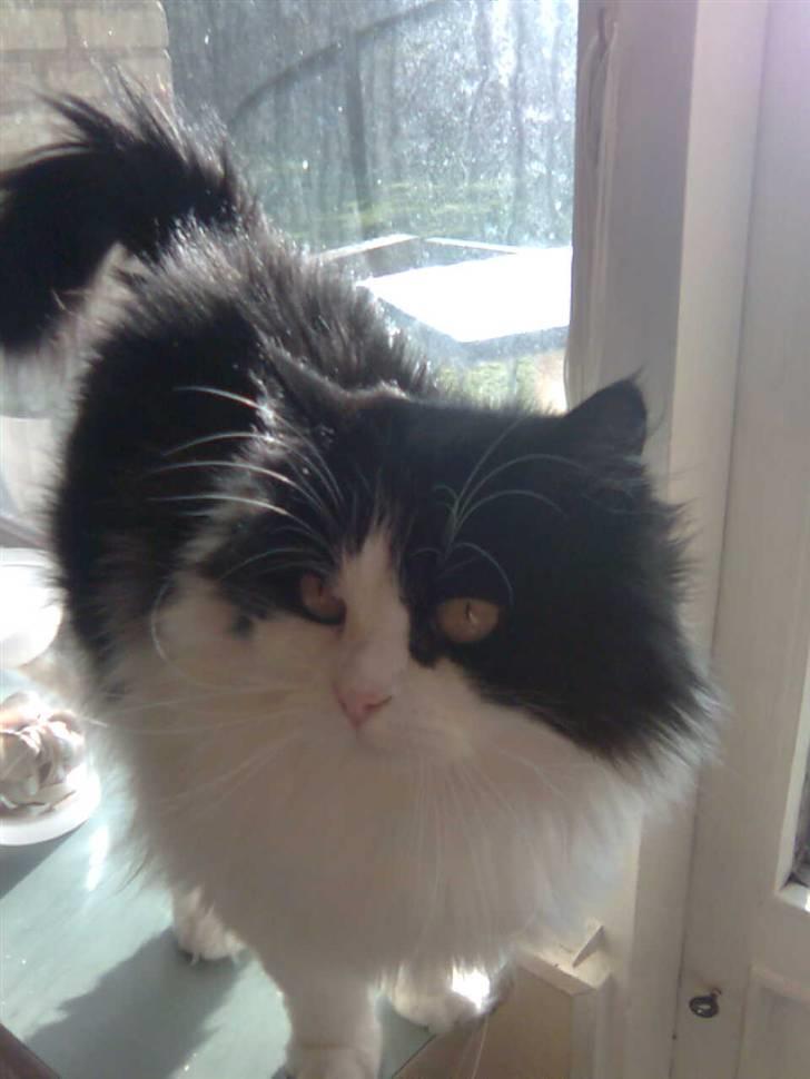 Blanding af racer Miss Jones billede 1