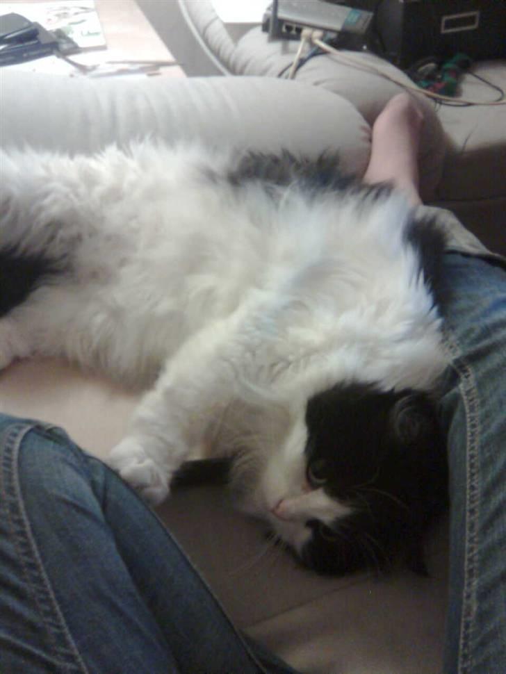 Blanding af racer Miss Jones - "Kan du ikke lige klø mig lidt på maven?" billede 2